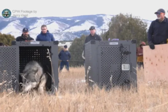 Colorado Gray Wolves Reintroduction, Wildlife Conservation in Colorado, Grand County Wolf Release, Ecosystem Impact of Gray Wolves, Colorado Parks and Wildlife Initiatives, Trophic Cascade and Wolves, Protecting Colorado's Natural Habitat, Gray Wolf Ecological Benefits, Colorado's Biodiversity Restoration, Human-Wildlife Coexistence in Colorado.