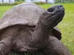 Oldest Living Tortoise, Jonathan Tortoise History, Seychelles Giant Tortoise, St Helena Wildlife, Historical Animal Stories, Longevity in Animals, Victorian Era Wildlife, Animal Kingdom Elders, Endangered Tortoises, Conservation of Tortoises