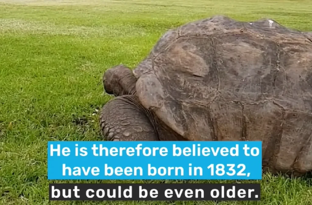world's oldest tortoise,