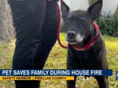 Heroic Dog Saves Teen, Canine Hero New Year's Eve, Family Pet Fire Rescue, Dog Prevents House Fire Tragedy, Lifesaving Acts by Pets, Brave Dog Fire Rescue Story, Pet Heroism in Emergencies, Inspirational Animal Rescue Tales, Canine Bravery in Crisis, True Stories of Hero Dogs.