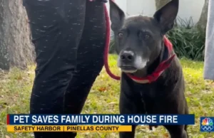 Heroic Dog Saves Teen, Canine Hero New Year's Eve, Family Pet Fire Rescue, Dog Prevents House Fire Tragedy, Lifesaving Acts by Pets, Brave Dog Fire Rescue Story, Pet Heroism in Emergencies, Inspirational Animal Rescue Tales, Canine Bravery in Crisis, True Stories of Hero Dogs.