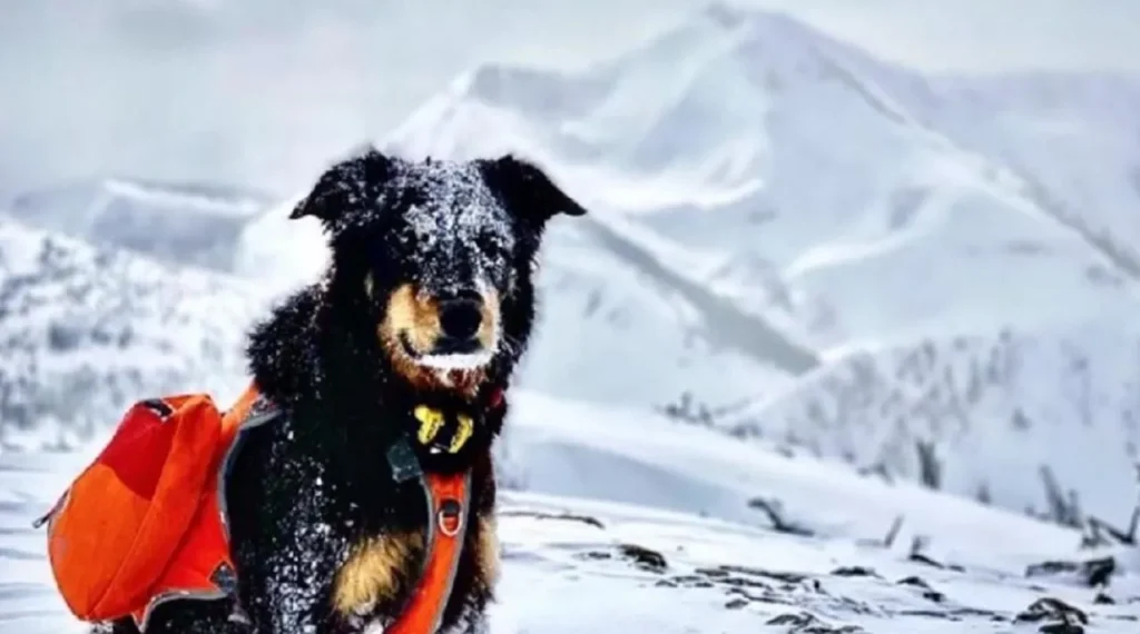Wilderness survival dog story, Resilient dog Ullr, Canine wilderness adventure, Heartwarming pet reunion, Tracking experts rescue dog, Community support for pet owner, Unbreakable bond with pet, Inspirational pet survival story, Avalanche separation pet owner, GoFundMe for injured pet owner.
