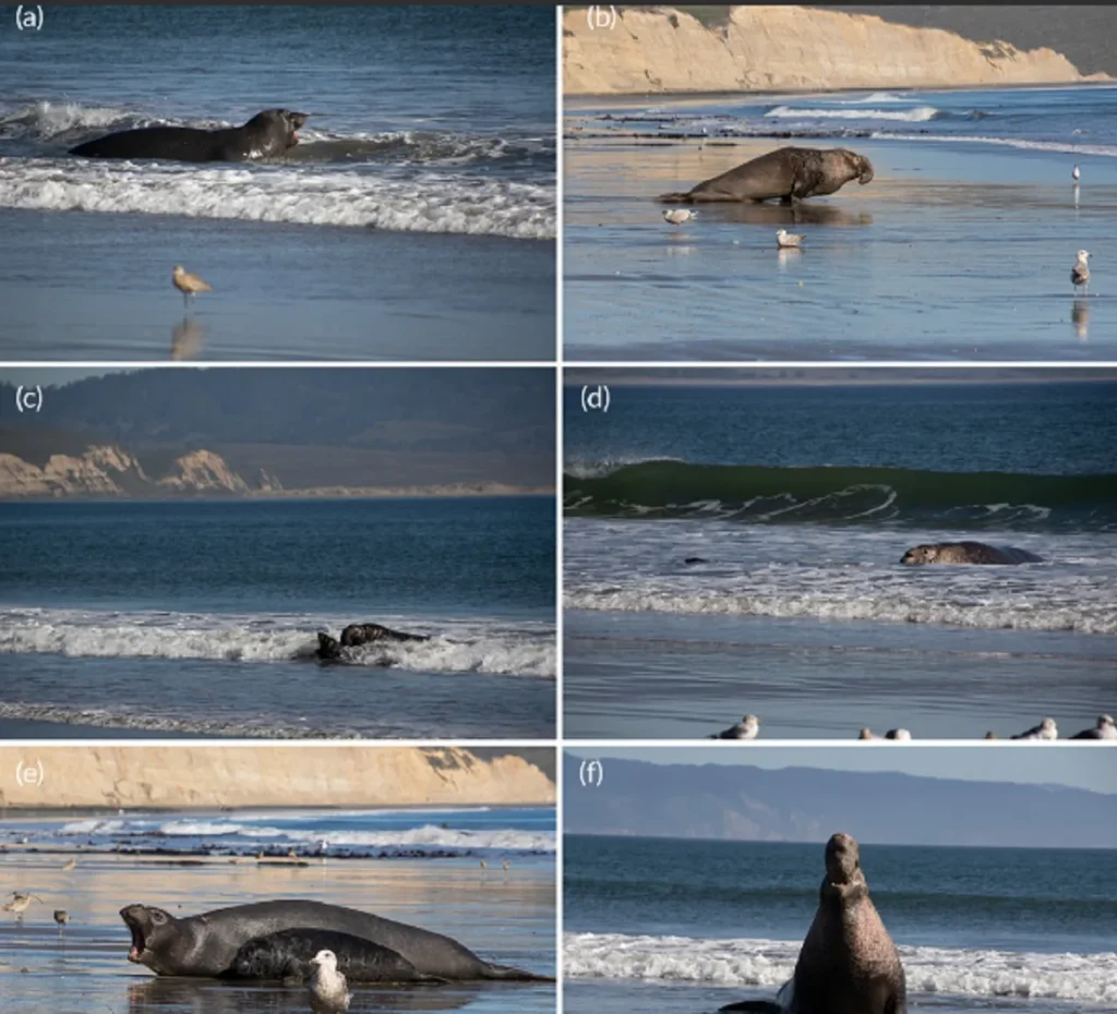 Northern Elephant Seal Rescue, Animal Altruism Stories, Point Reyes Seal Heroism, Marine Mammal Compassion, Elephant Seal Behavior, Wildlife Conservation Efforts, Inspiring Animal Rescues, Seal Protection Initiatives, California Marine Wildlife, Animal Empathy Examples