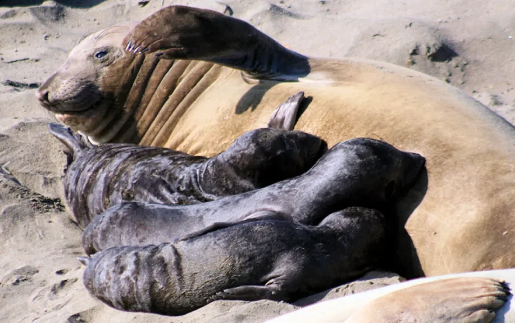 Northern Elephant Seal Rescue, Animal Altruism Stories, Point Reyes Seal Heroism, Marine Mammal Compassion, Elephant Seal Behavior, Wildlife Conservation Efforts, Inspiring Animal Rescues, Seal Protection Initiatives, California Marine Wildlife, Animal Empathy Examples