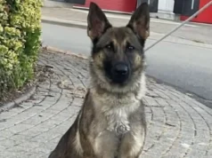 K9 Biza police dog rescue, Heroic dog saves child, Auburn police department, Search and rescue dogs, Missing child found, K9 tracking success stories, Police dog training, Community safety efforts, Partnership between police and K9 units, Innovative police work