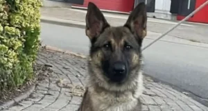 K9 Biza police dog rescue, Heroic dog saves child, Auburn police department, Search and rescue dogs, Missing child found, K9 tracking success stories, Police dog training, Community safety efforts, Partnership between police and K9 units, Innovative police work