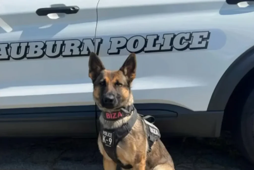 K9 Biza police dog rescue, Heroic dog saves child, Auburn police department, Search and rescue dogs, Missing child found, K9 tracking success stories, Police dog training, Community safety efforts, Partnership between police and K9 units, Innovative police work