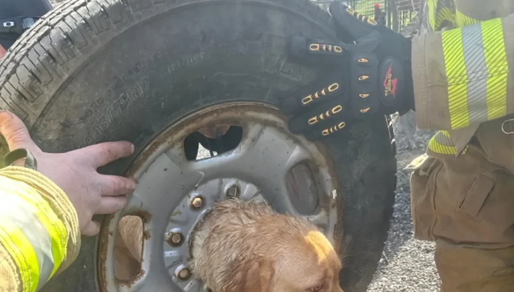 dog stuck in tire rescue, Franklinville firefighters save dog, plasma cutter dog rescue, heartwarming animal rescue story, fire department saves dog, community comes together for dog rescue, firefighter uses unique tool to save dog, dog trapped in tire freed by firefighters, Franklinville fire company heroics, brave firefighters rescue beloved pet