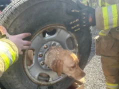 dog stuck in tire rescue, Franklinville firefighters save dog, plasma cutter dog rescue, heartwarming animal rescue story, fire department saves dog, community comes together for dog rescue, firefighter uses unique tool to save dog, dog trapped in tire freed by firefighters, Franklinville fire company heroics, brave firefighters rescue beloved pet