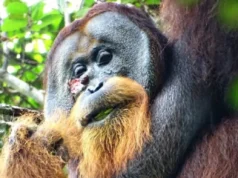 Rakus, Sumatran orangutan, self-medication, Fibraurea tinctoria, Akar Kuning, medicinal plants, wound treatment, intelligence of orangutans, animal resourcefulness, groundbreaking study, conservation, human medicine.