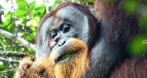 Rakus, Sumatran orangutan, self-medication, Fibraurea tinctoria, Akar Kuning, medicinal plants, wound treatment, intelligence of orangutans, animal resourcefulness, groundbreaking study, conservation, human medicine.