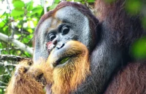 Rakus, Sumatran orangutan, self-medication, Fibraurea tinctoria, Akar Kuning, medicinal plants, wound treatment, intelligence of orangutans, animal resourcefulness, groundbreaking study, conservation, human medicine.