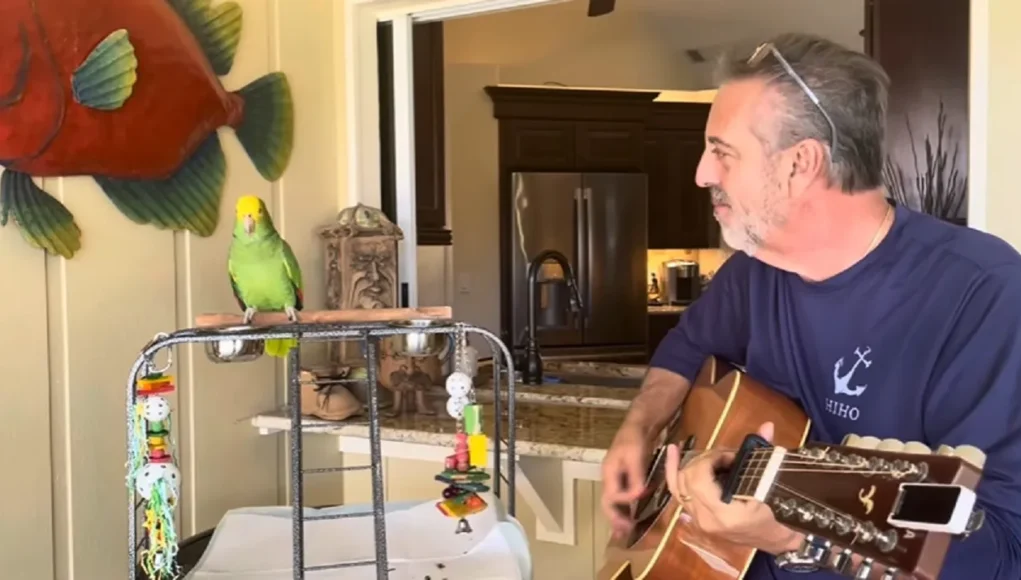 Singing Amazon Parrot, Tico and The Man, Parrot sings with guitar, Frank Maglio parrot, Musical bird duo, Parrot music videos, Bird singing talent, Guitar and parrot duet, Tico parrot songs, Parrot and guitarist bond