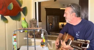 Singing Amazon Parrot, Tico and The Man, Parrot sings with guitar, Frank Maglio parrot, Musical bird duo, Parrot music videos, Bird singing talent, Guitar and parrot duet, Tico parrot songs, Parrot and guitarist bond
