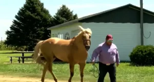 Nebraska hero, saved baby on horseback, roping contestant hero, Heroes Game story, Merrick County Fair rescue, heroic actions, baby saved in hot car